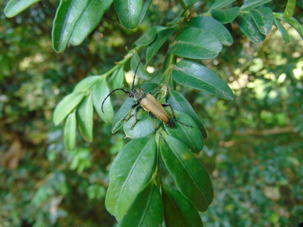 Cerambicidae: Stictoleptura rubra maschio e femmina